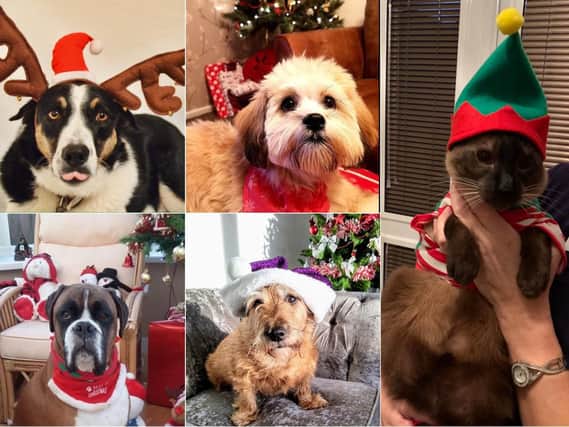 Some of your pet pictures for this year's Santa Paws.