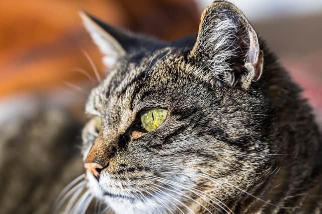 Some have shared heartbreaking stories of what happened to their own cats.