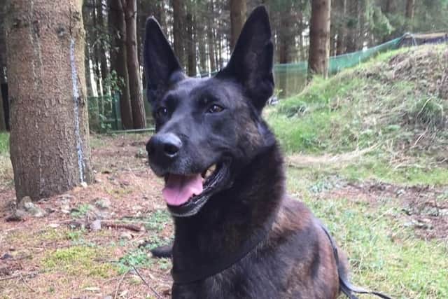 Krush will now live out his life at Waynes home in County Durham along with his other police dog, a specialist search Labrador called Carrie.