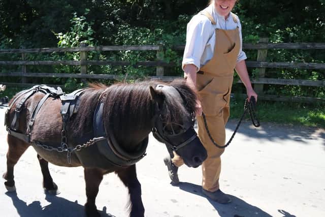 The part played by pit ponies in mining coal will be explained to guests during the five-day programme.