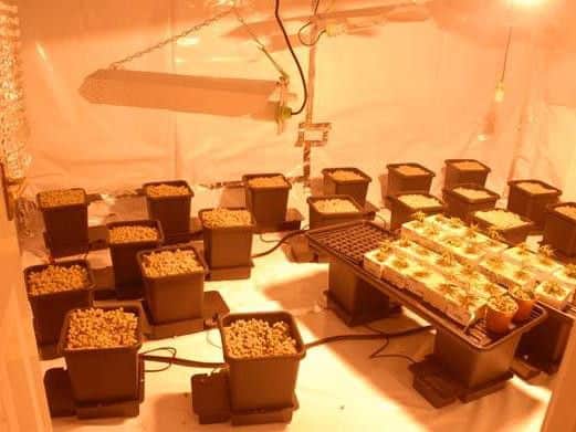 A section of a cannabis farm found as a result of investigations.