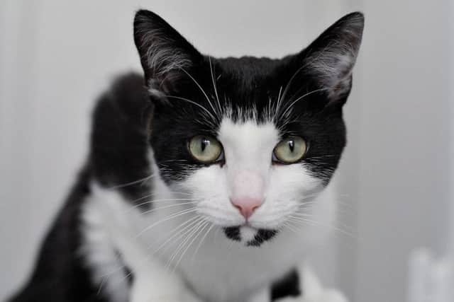 He is being looked after by Cat Protection's first Adoption Centre in the North East - a soon-to-be-opened centre in Gateshead.