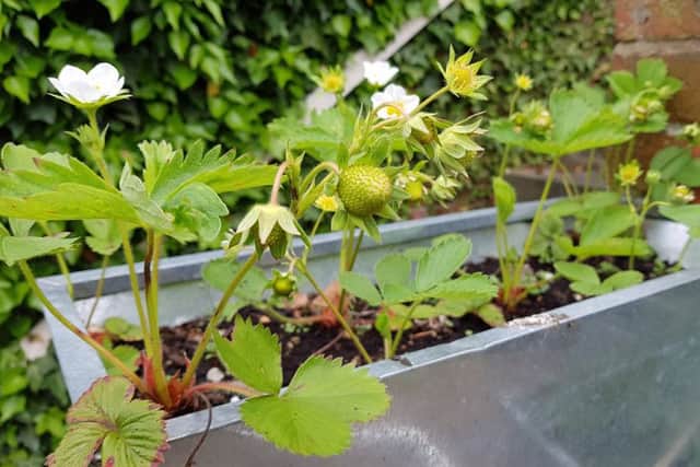 First year strawberry runners in a trough.