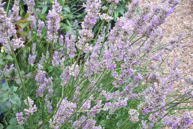 Lavender, which is susceptible to Xylella infection.