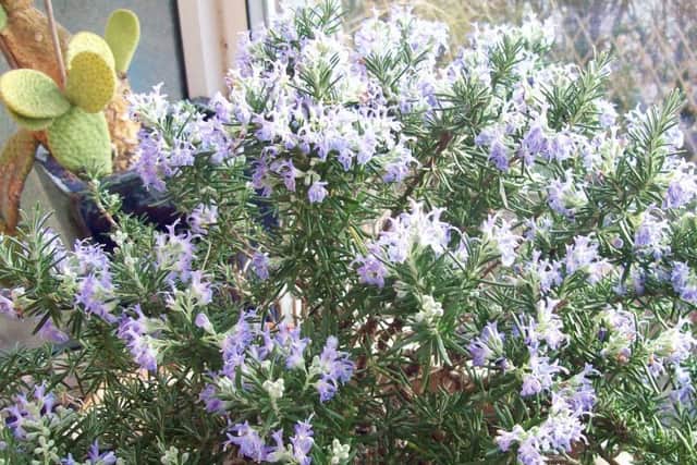 Rosemary, which is susceptible to Xylella infection.