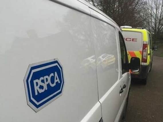 RSPCA officers are appealing for information after a woman repeatedly punched a cat.