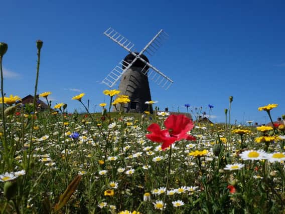 Flowers at Whitburn windmill as the hot weather continues. Picture by Owen Humphreys/PA Wire
