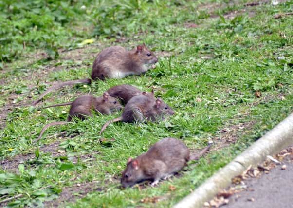 Rats caught on camera in Barnes Park by Joe Dunn.