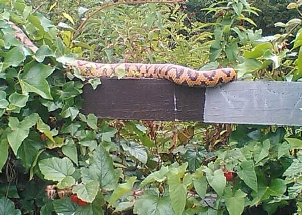 A photo of the snake spotted near Brockley Whins Metro Station.
