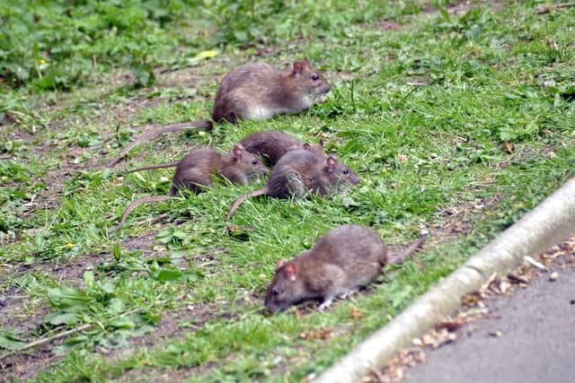 Rats spotted in Barnes Park