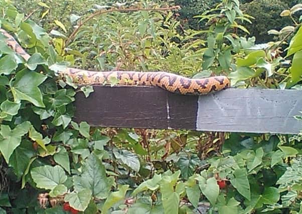 The snake, spotted near Brockley Whins Metro Station.