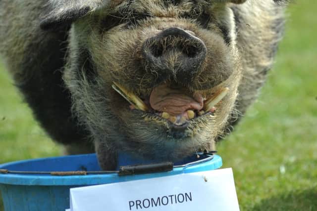 Big Bob tucks into the 'promotion' bucket