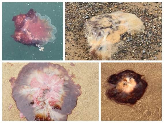 Have you spotted any jellyfish?