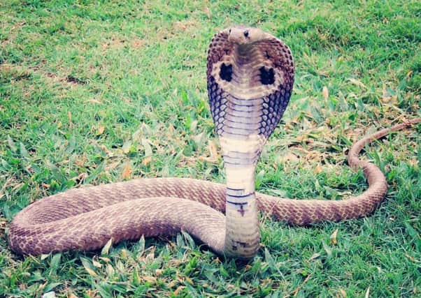 The calls claimed a cobra might have been left in one of Station Taxis' cars.
