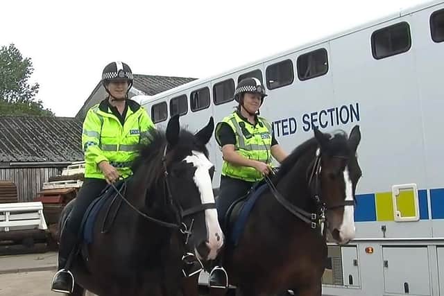 Harrison and a stablemate at Northumbria Police Mounted Section as they are taken for a walk.
