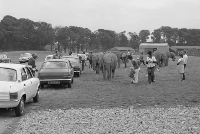 Getting to know the elephants in 1974.