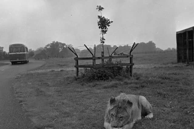 A lion relaxes by the roadside.