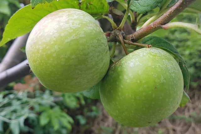 Fruit ripening on my old tree - a Cox's Orange type apple.