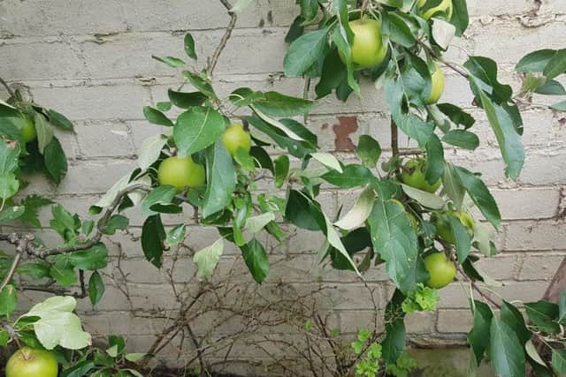 Apples on the wall-trained Red Falstaff tree.