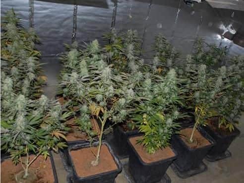 Some of the plant seized