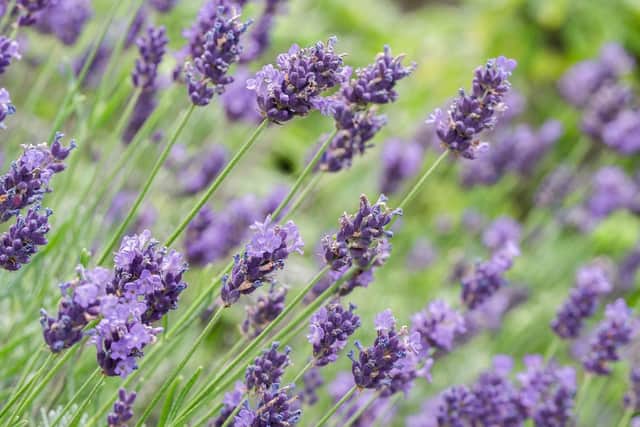 Lavender has a calming scent and could help your children drift off to sleep. Picture: Pixabay.