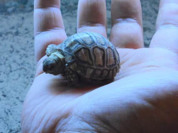The baby tortoise which has been born at Adventure Valley.