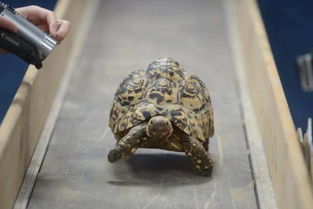 Bertie the tortoise setting a world speed record back in 2014.