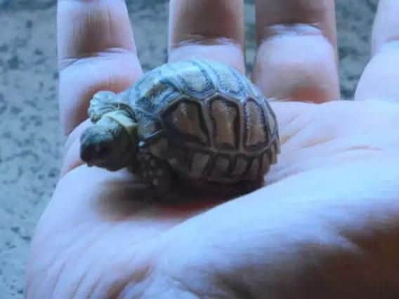 The new baby tortoise at Adventure Valley.