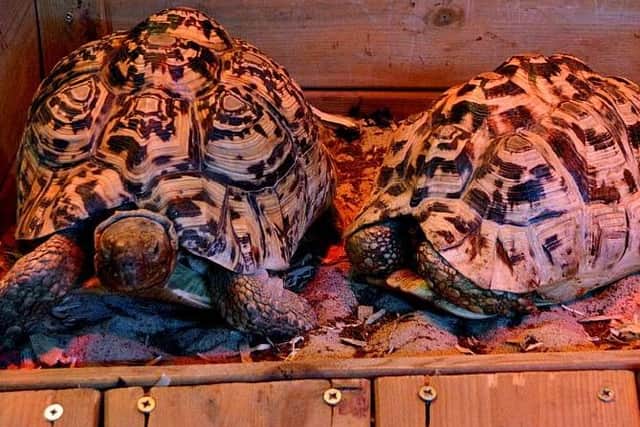 Tortoise Fast A new baby is already following in the footsteps of dad - the world's ...