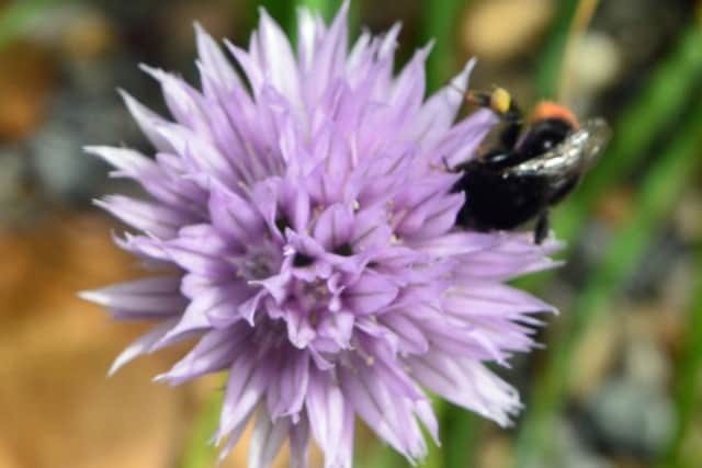 Bee on a chive flower.