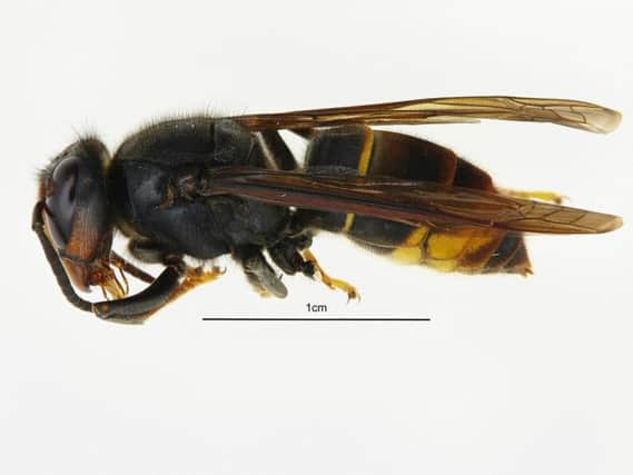Asian hornet