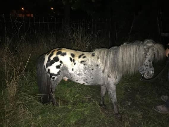 Murphy, the Shetland pony, was put to sleep after the attack
