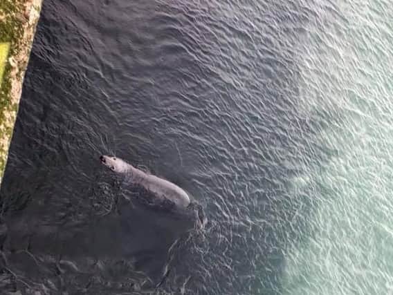 A seal was spotted by the teams when they went to the pier following the shout out. Photo by Sunderland Coastguard Rescue Team.