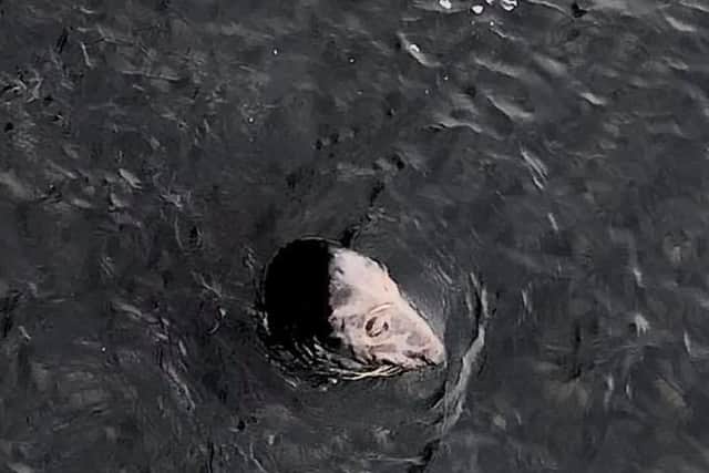 A photo of a seal off Roker Pier, taken by the city's Coastguard team.