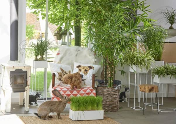Live in peace with your pets and plants. Picture: www.thejoyofplants.co.uk