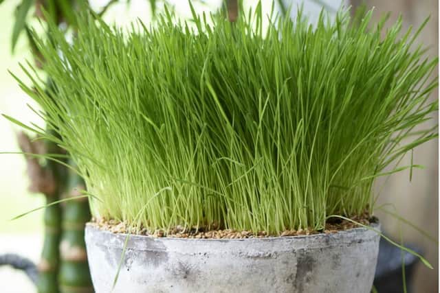 Hordeum (cat grass). Picture by www.thejoyofplants.co.uk
