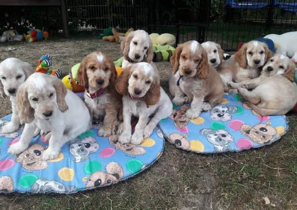 A litter of hearing dog puppies.