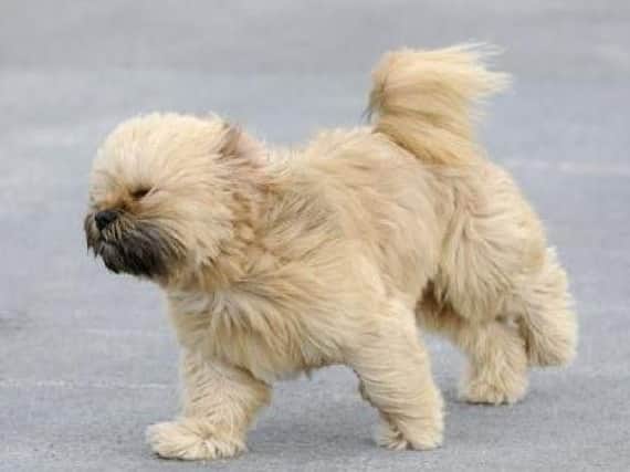 A dog battles in the wind