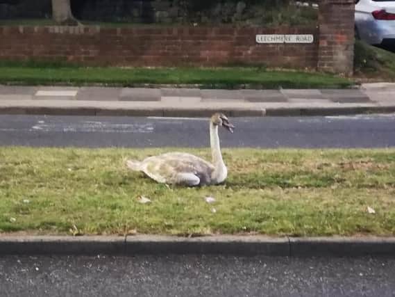 The young swan looks comfy in the central reservation.