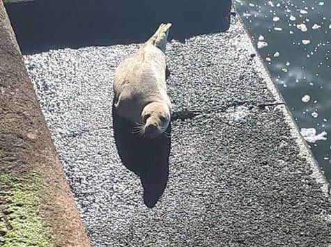 The seal at Roker Pier. Picture: Graeme Atkinson.
