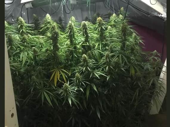The cannabis farm at the property in Oxford Street, Pallion, Sunderland. Pic:  @NPSSunSW on Twitter.