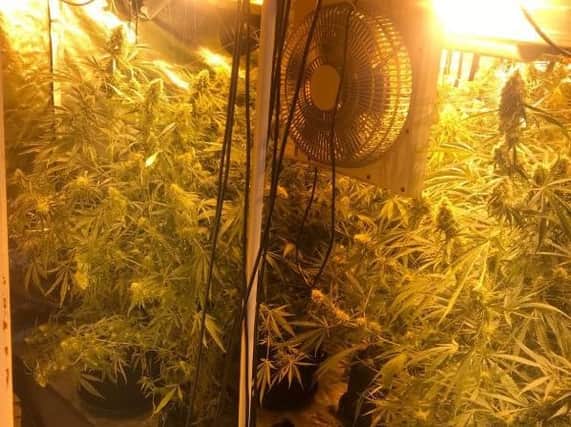 Some of the plants discovered in Saturday's raid. Picture from Northumbria Police