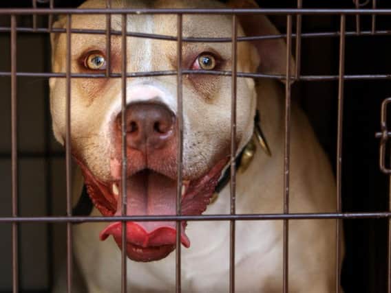 A pitbull seized during a raid targeting dangerous dogs. Picture by Dominic Lipinski/PA Wire
