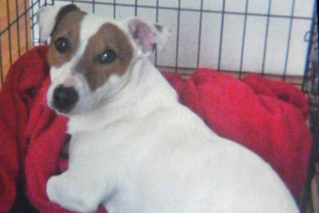 Patch the Jack Russell terrier who was savaged to death in the street.
