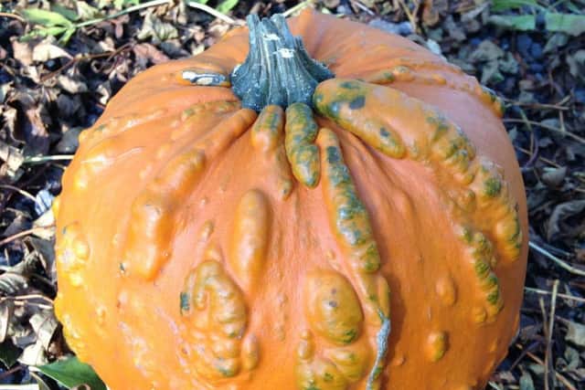 Pumpkin Knuckle Head. Picture by Simply Seeds