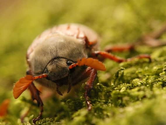 Picture c/o Lucy Farrell/www.bwpawards.org: Who says bugs aren't cute? Picture of a Cockchafer in Borrowdale, Cumbria, by 9-year-old Lucy Farrell, which has won the Under 12 Years category in the British Wildlife Photography Awards 2018.