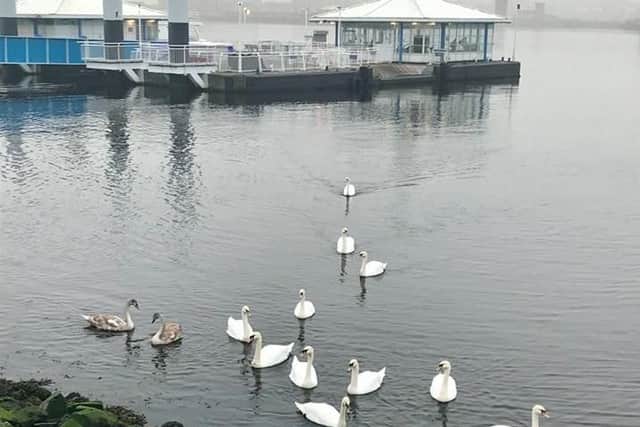 Swans pictured near to the ferry landing in South Shields. Photo by the Shields Ferry team.