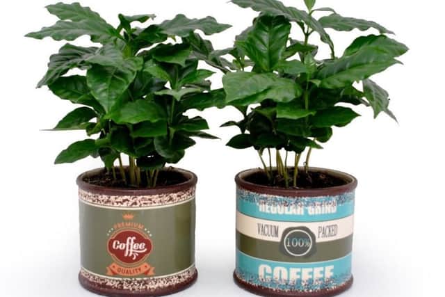 Coffee Plant in Retro Can. Picture: Suttons