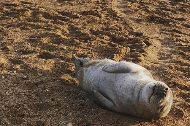 The cute seal at Roker Beach taken by Robert Hutchinson.