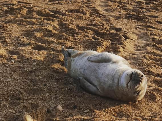 The cute seal at Roker Beach taken by Robert Hutchinson.